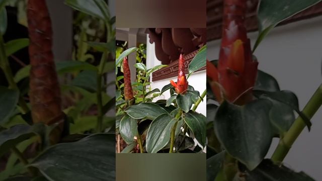 Costus woodsonii смотреть онлайн