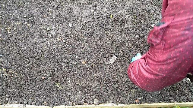 САЖАЕМ ЧЕСНОК ЦЕЛЫМИ ГОЛОВКАМИ/ ЛИЧНЫЙ ОПЫТ, ОСЕНЬ. смотреть онлайн