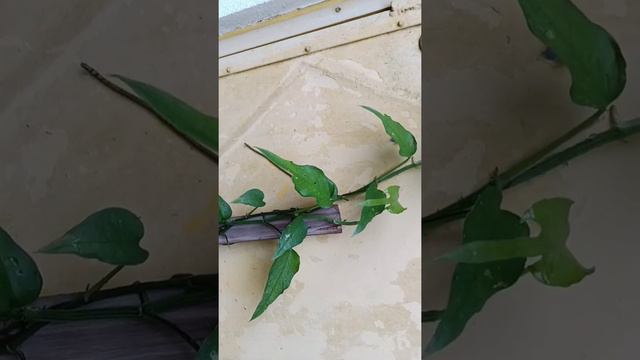 Epipremnum Skeleton Key