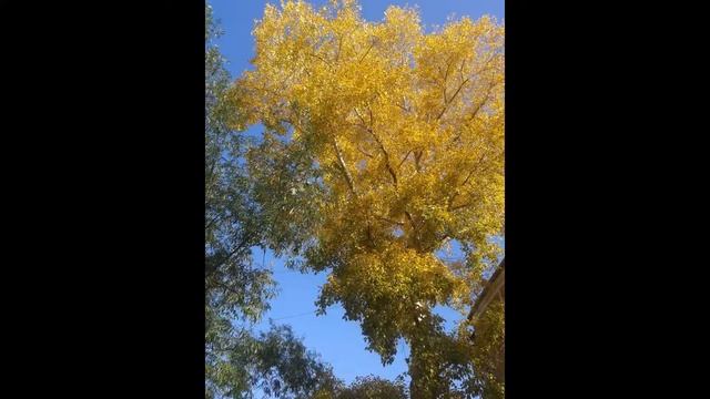 а зима будет большая....(песня Юрия Визбора, исполняет Наталья Ежкова) смотреть онлайн