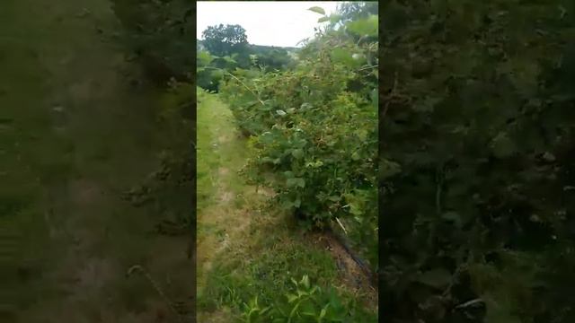 Плантація ожини в Україні (blackberry plantation in Ukraine) смотреть онлайн