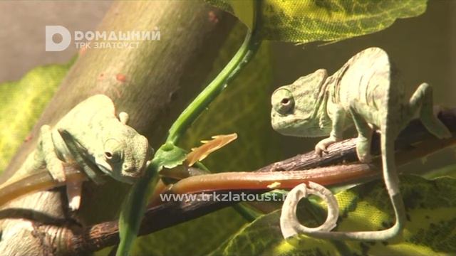 Лето продолжается. Мир тропиков в Златоусте смотреть онлайн