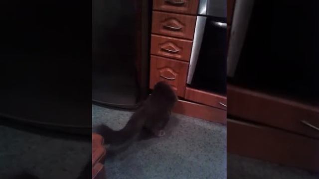 Шотландские коты смотреть онлайн