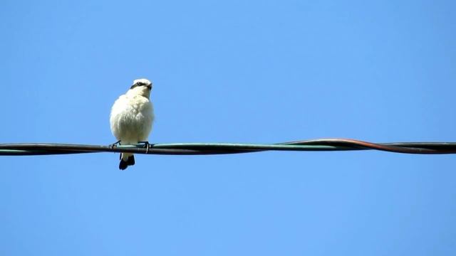 Каменка обыкновенная^ смотреть онлайн