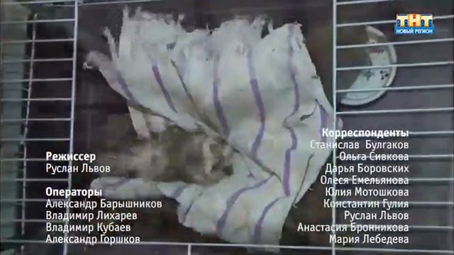 Город говорит: Хорьки. смотреть онлайн