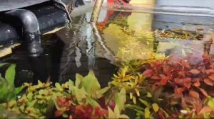 ВРЕД сифонки грунта для аквариума с растениями: