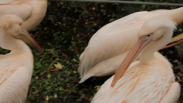 Зоопарк в Варшаве. Польша. Часть 2. смотреть онлайн