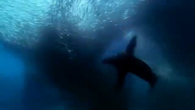 Люблю нашу планету смотреть онлайн