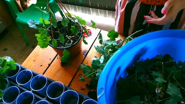 Обрезка. Часть 2. Плющелистные пеларгонии смотреть онлайн