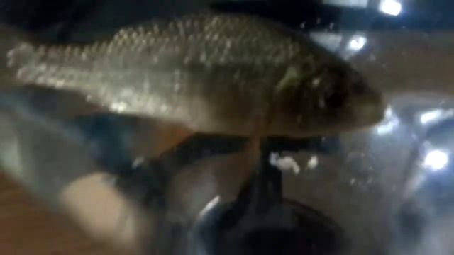 Наш домашний красик Максик.