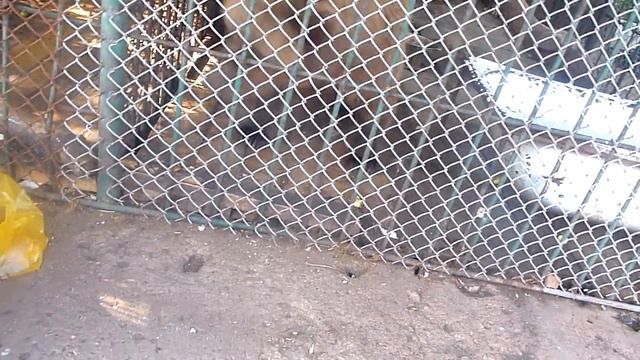 Медведи у армянского кафе для привлечения клиентов смотреть онлайн