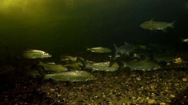 Катравож зимняя рыбалка на пыжьяна (часть вторая) + Видеокамера экшн SJCAM SJ4000 смотреть онлайн