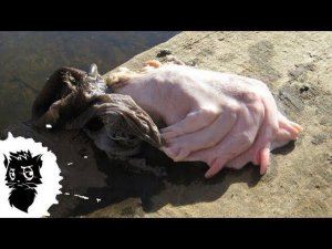 5 МОНСТРОВ ИЗ КАНАЛИЗАЦИИ СНЯТЫХ НА КАМЕРУ [Черный кот]