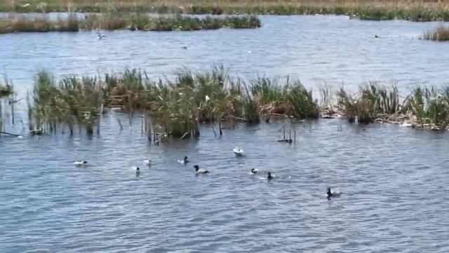 Красноголовые нырки смотреть онлайн