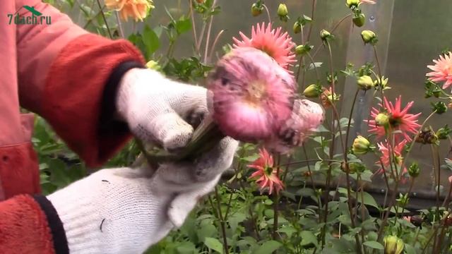 Подготовка гладиолусов к зиме: выкапываем луковицы, готовим к хранению - 7 дач смотреть онлайн