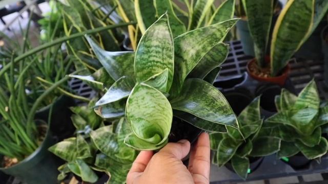 LET'S GO RARE PLANT SHOPPING! Christine's Tropical & Exotic Plants - Philodendrons, Hoyas, Orchids смотреть онлайн