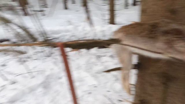 Охота с гончими на зайца и лису. Новогодний зайчик)) смотреть онлайн