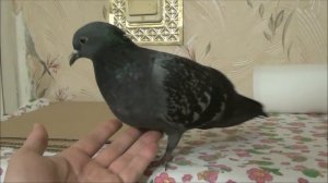Ручные птицы. Плюсы и минусы