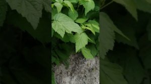 Как и чем удобрять малину весной?