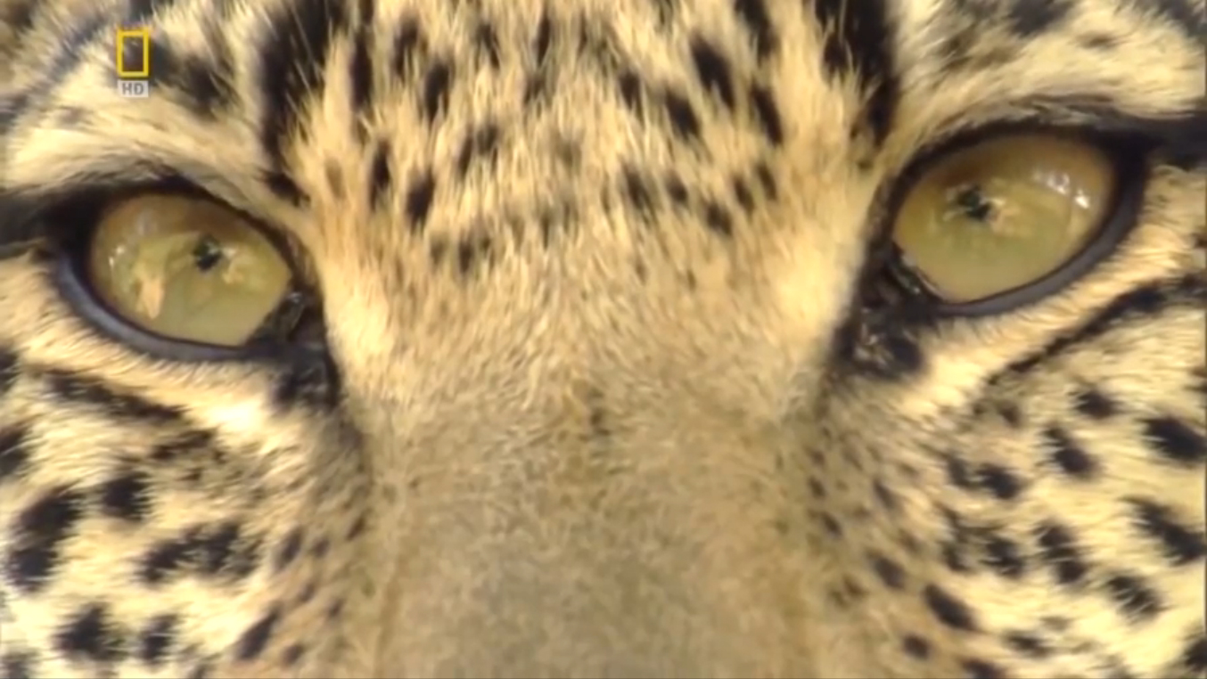 Podval Capella - Harlem (fan Video)