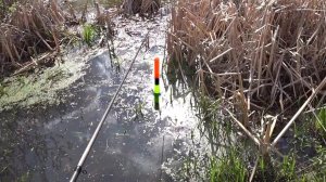 КАРАСЬ на удочку. Весенняя рыбалка ловля карася на простую снасть.