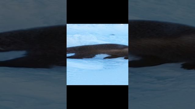 Росомаха пришла в гости .