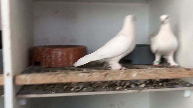 Голуби Tauben Pigeons Таджикские