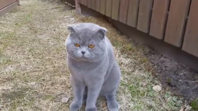 Кот быкует смотреть онлайн