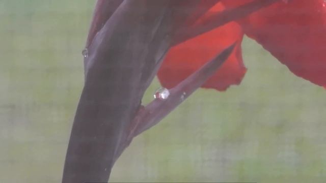 Nikon Coolpix L820 (Video Test) 1080P Full HD смотреть онлайн