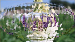 Люпин. Выращивание из семян. Полезные советы начинающим садоводам. В рубрике "Дачный визит".