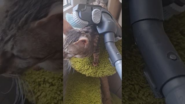 Кошка и пылесос-массажер смотреть онлайн