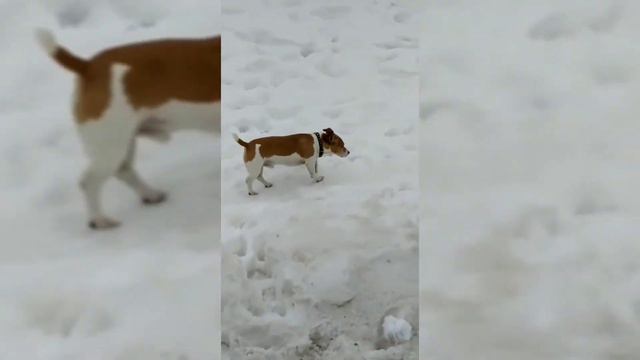 Хорошо живёт на свете Винни Пух...🐻 смотреть онлайн