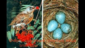 Самые интересные яйца птиц