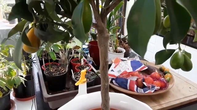 New Kumquat purchase in the UK plus tempting glimpse of my father's birthday cake смотреть онлайн
