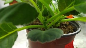 УДОБРЕНИЯ ДЛЯ ГЛОКСИНИЙ,НА ФИТИЛЬНОМ ПОЛИВЕ.