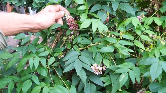 Цеанот, апиос, гептокодий смотреть онлайн