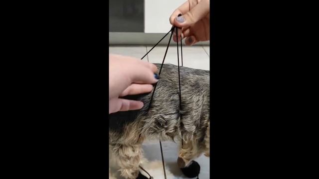 Носочки для ваших любимых хвостиков/#обувьдлясобак смотреть онлайн