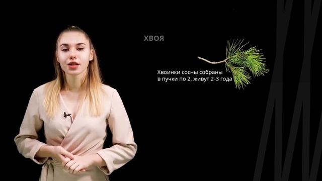 Голосеменные. Общая характеристика | Биология смотреть онлайн