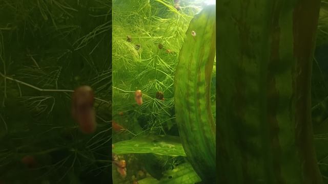 меченосцы смотреть онлайн