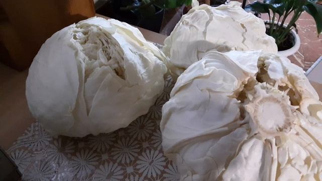 Почему не храниться капуста.