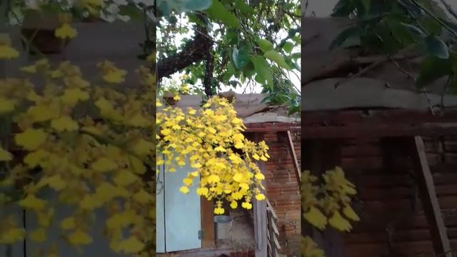 Orquideas com flores. Cattleya forbesii. Lophiares pumila. Chuva de ouro. Dendrobium nobile. смотреть онлайн