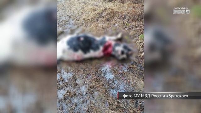 Медведь вышел к людям в одном из районов Братска смотреть онлайн