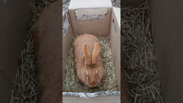 Бургундская самочка 10 месяцев потомство от купленных кроликов из Лпх Моряк первый окрол смотреть онлайн