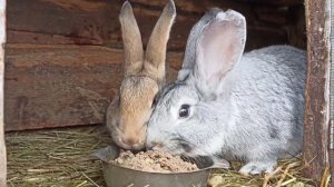 Мешанка для кроликов!!! [корм для быстрого набора веса]