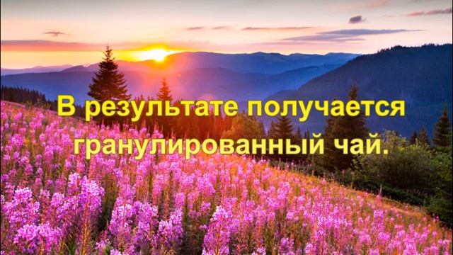 Иван-чай. Секрет 6. Ферментирование для приготовления гранулированого чая. смотреть онлайн