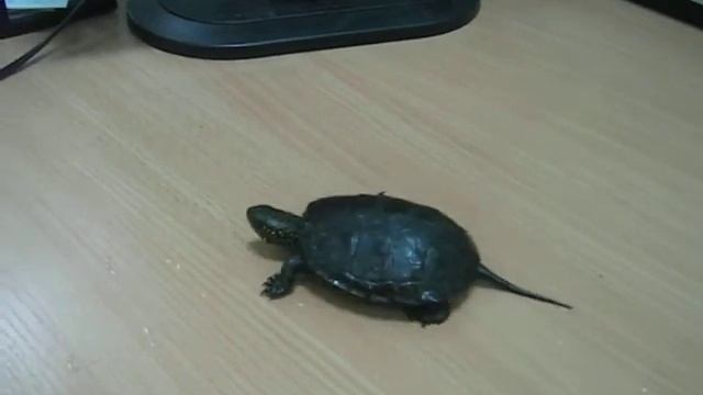 Болотна європейська черепаха смотреть онлайн