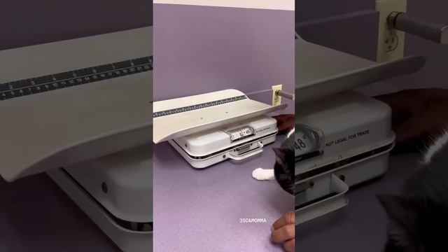 Kitty Soap Opera: Chapter 72... The Sass Mouth, Alcoholic, Catnip Dealer, and Pentecostal Kitties. смотреть онлайн