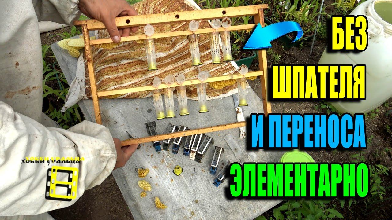 ВЫВОД МАТОК БЕЗ ПЕРЕНОСА. ОТВОДКИ ПРОТИВ РОЕНИЯ И ВЫВОД МАТОК Ч2. ЛЮБИТЕЛЬСКОЕ ПЧЕЛОВОДСТВО 23-19 смотреть онлайн