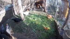 Если несушки на даче, то только ДОМИНАНТЫ!