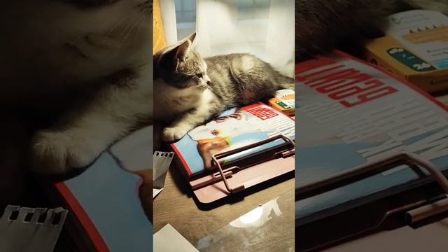 Кот учёный/ Лера рассказывает котенку стихи смотреть онлайн